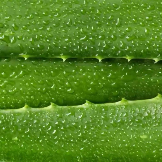 Gros plan sur la surface d'une feuille d'Aloe Vera fraîche, couverte de gouttelettes. Texture idéale pour extraction de gel riche en nutriments.