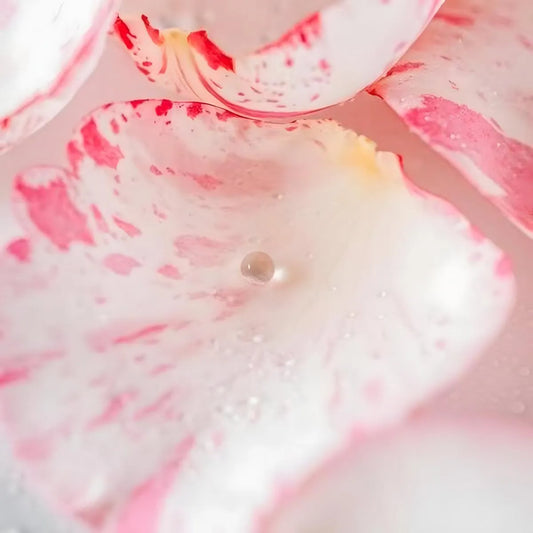 Pétales de rose mouchetés de rose et blanc avec goutte d'eau, illustrant la saveur florale de l'Arôme de rose SAMIA pour desserts et boissons.