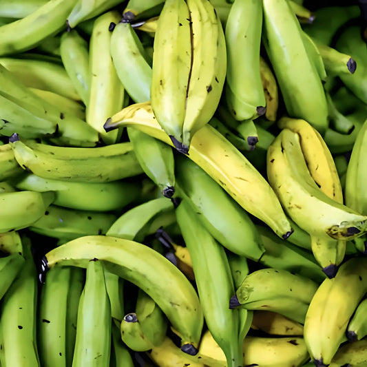 Gros plan sur un étalage de bananes plantains vertes, ingrédient savoureux et polyvalent pour plats traditionnels et exotiques.