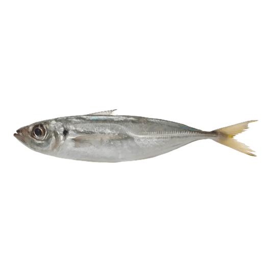 Chinchard entier frais avant fumage, utilisé pour préparer le chinchard entier fumé - POISSON - NKOSI, produit de la mer savoureux.