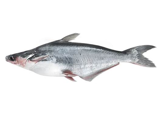 Darne de panga - POISSON - NKOSI, poisson entier frais de type panga, parfait pour découpe en darnes. Produit de la mer pour cuisine familiale.