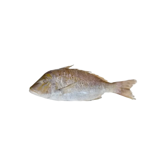Poisson empereur entier non préparé, parfait pour découpe en darnes ou cuisson entière. Produit de la mer frais, riche en goût et en protéines.