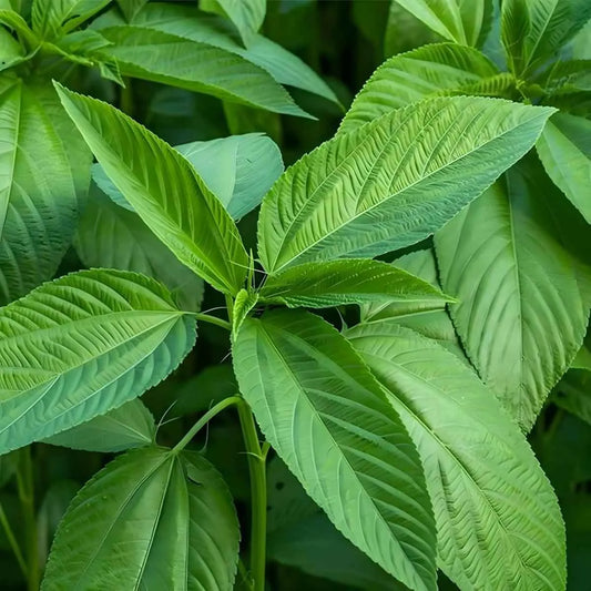 Plante de feuille de jute en pleine croissance, lalo ou ademe, utilisée comme légume-feuille dans la cuisine traditionnelle africaine.