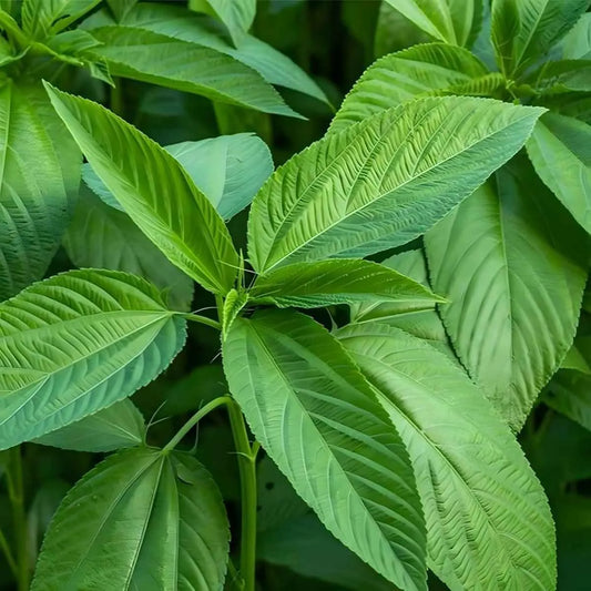 Feuilles fraîches de jute vertes prêtes à être surgelées, utilisées comme lalo ou ademe dans les plats africains riches en saveurs.