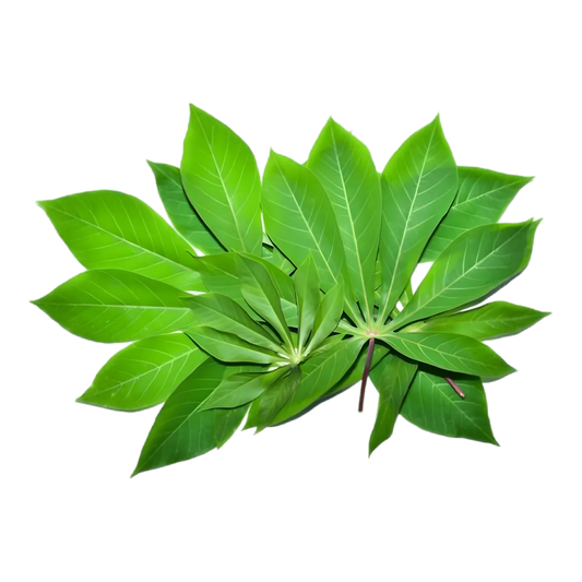 Feuilles de manioc fraîches vertes, utilisées pour préparer le Ravitoto CODAL, légume traditionnel de Madagascar en version sèche ou en conserve.