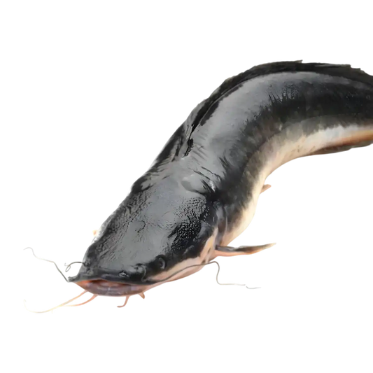 Gros plan d’un poisson-chat surgelé montrant texture lisse et chair ferme, parfait pour plats de fruits de mer - Poisson Chat - Poisson-Chat Surgelé | Tendres Saveurs