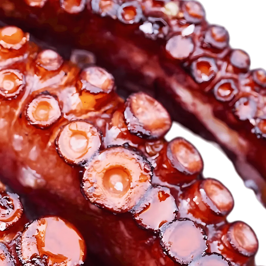 Gros plan sur les ventouses du poulpe cuit NKOSI, mettant en valeur sa texture tendre et sa fraîcheur - POISSON - Poulpe / Chatrou.