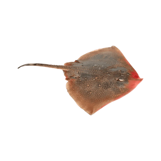 Raie entière fraîche avant fumage, utilisée pour préparer la raie fumée - POISSON - NKOSI, spécialité de fruits de mer savoureuse.