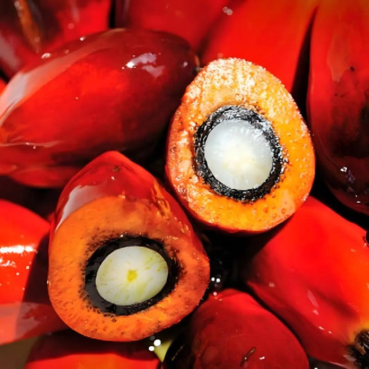 Gros plan sur des graines de palme rouges et mûres, ingrédient principal de la Sauce graine TROFAI - Saveurs Ouest-Africaines.