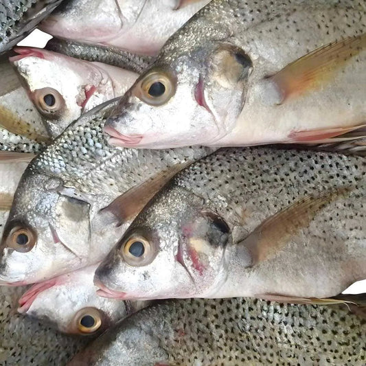 Sompatte - POISSON - NKOSI, lot de poissons surgelés à la peau argentée, parfaits pour une cuisine savoureuse et une conservation longue durée.