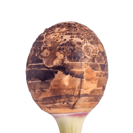 Racine entière de taro frais montrant sa peau rugueuse, utilisée avant découpe et surgélation. FRUITS / LÉGUME / PLANTE SURGELÉ - NKOSI.