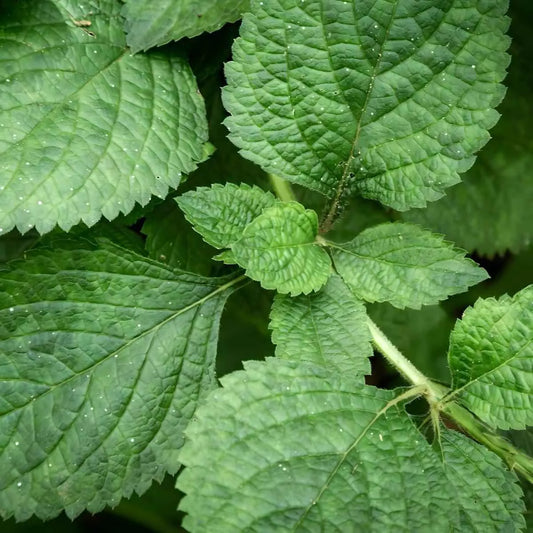 Feuilles de menthe verte fraîche utilisées pour préparer le thé menthe sèche NANA, infusion naturelle aux vertus digestives et rafraîchissantes.