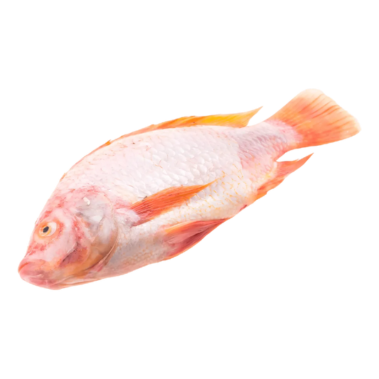 Poisson Tilapia Rouge frais, peau rosée et nageoires orangées, parfait pour recettes de fruits de mer dans la catégorie poisson frais ou surgelé.