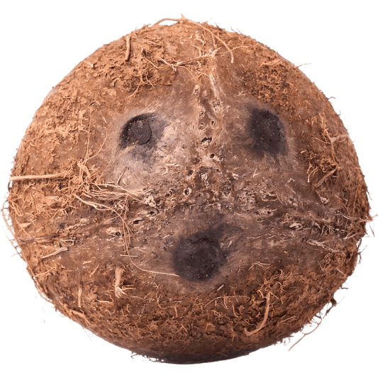 Noix de coco fraîche montrant les trois yeux caractéristiques. Fruit exotique riche en eau et en saveur pour une dégustation authentique.