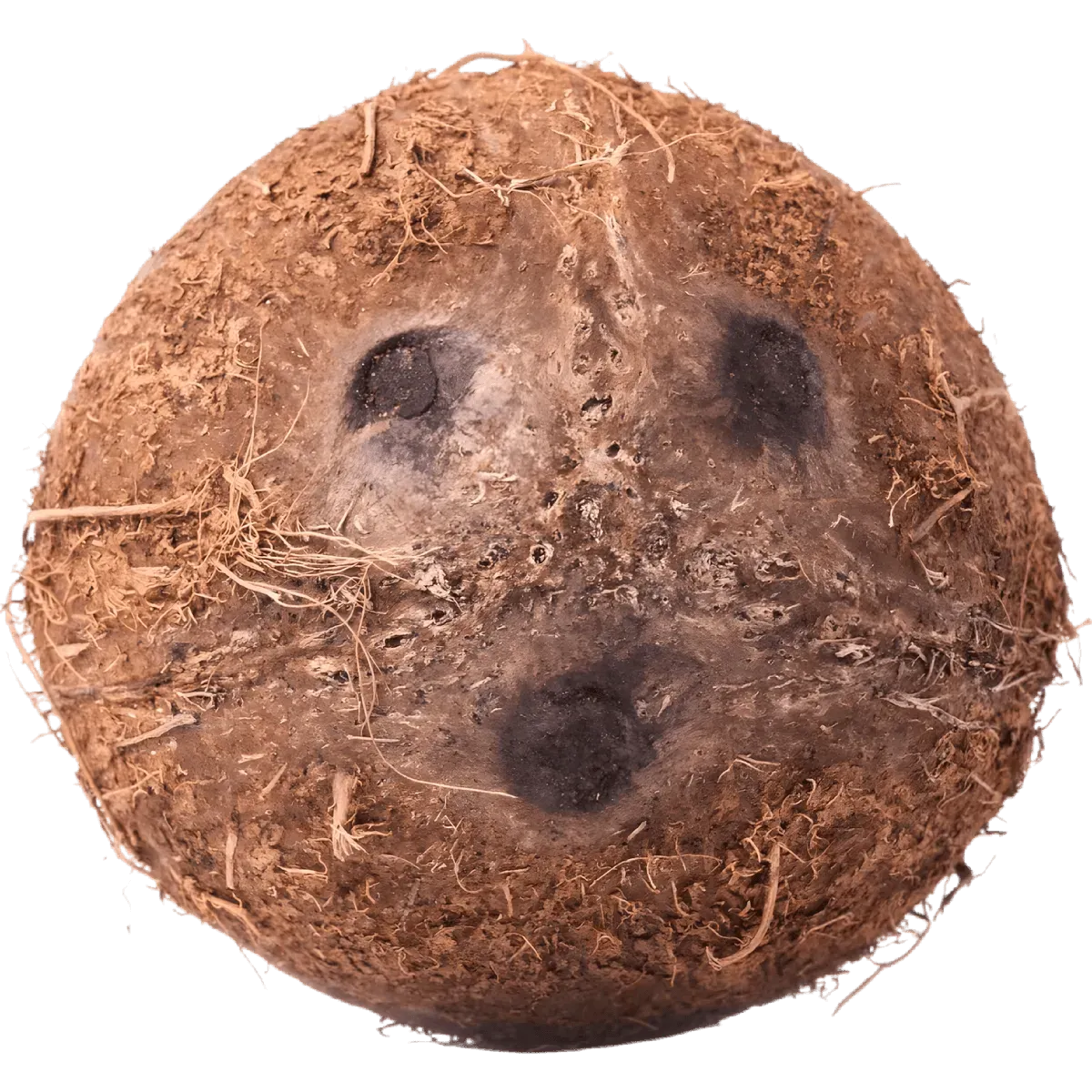 Gros plan sur l'extrémité de la noix de coco fraîche montrant ses trois yeux, fruit tropical riche en eau et chair juteuse.