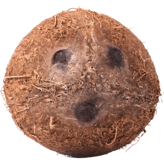 Gros plan sur l'extrémité de la noix de coco fraîche montrant ses trois yeux, fruit tropical riche en eau et chair juteuse.