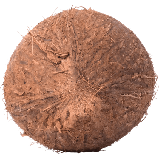 Vue de dessus d'une noix de coco fraîche, montrant sa texture rugueuse. Parfait pour les amateurs de fruits tropicaux et de cuisine naturelle.