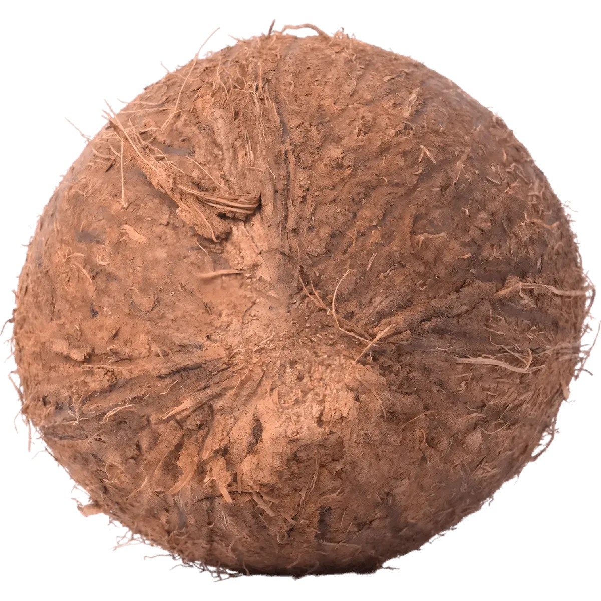 Vue détaillée de la coque fibreuse d'une noix de coco fraîche, idéale pour savourer une chair juteuse et naturelle.