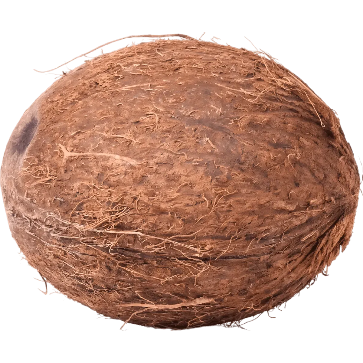 Noix de coco fraîche entière avec coque rugueuse, idéale pour une expérience authentique et une chair juteuse tropicale.