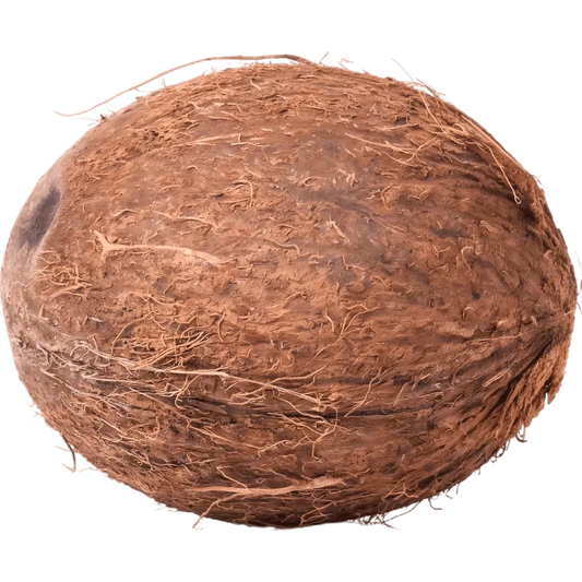 Noix de coco fraîche entière avec coque rugueuse, idéale pour une expérience authentique et une chair juteuse tropicale.