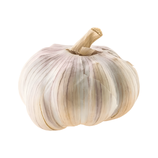 Ail blanc en filet