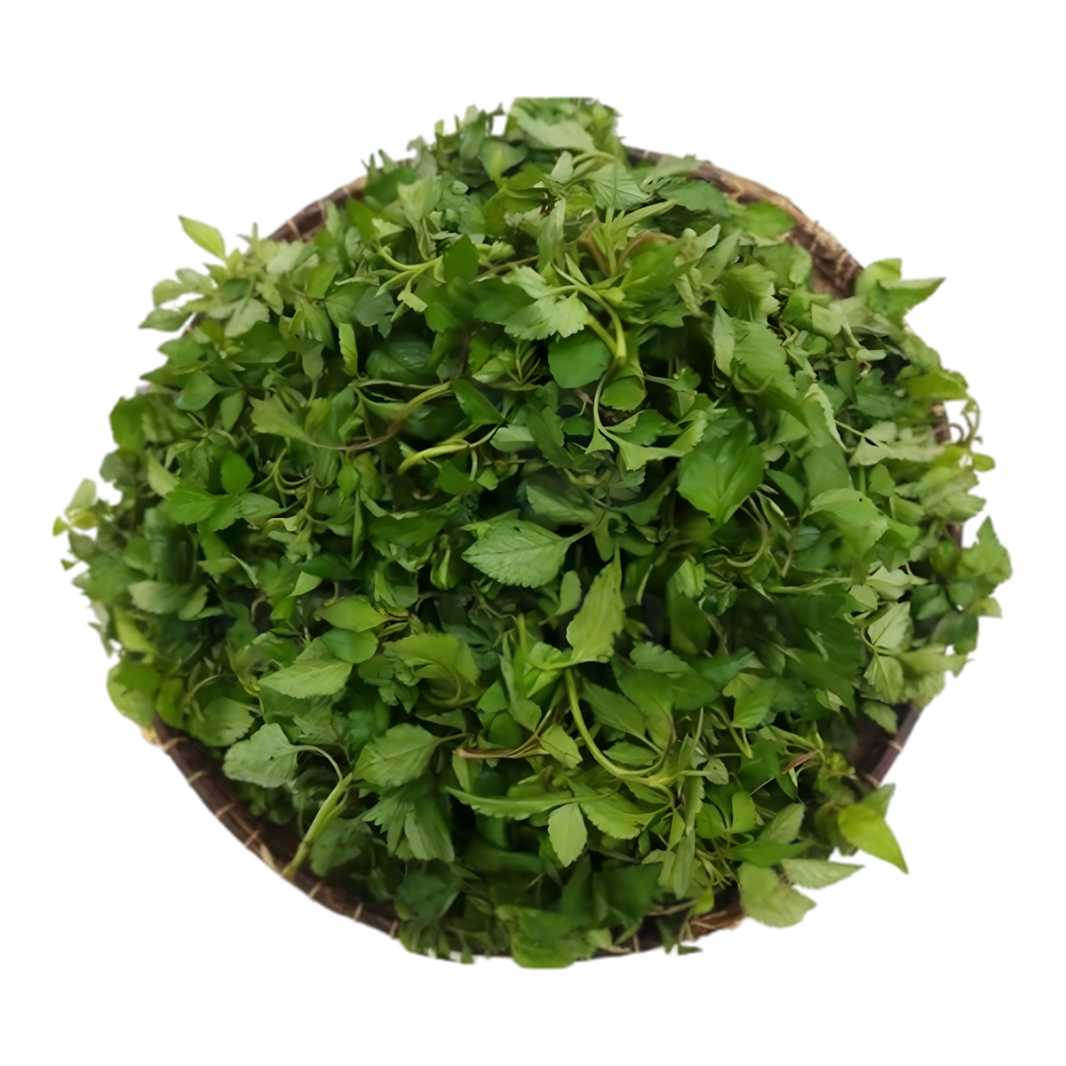 Anamadinika CODAL