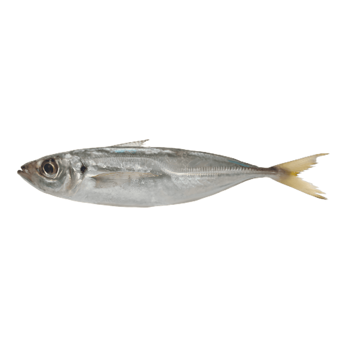 Chinchard entier fumé