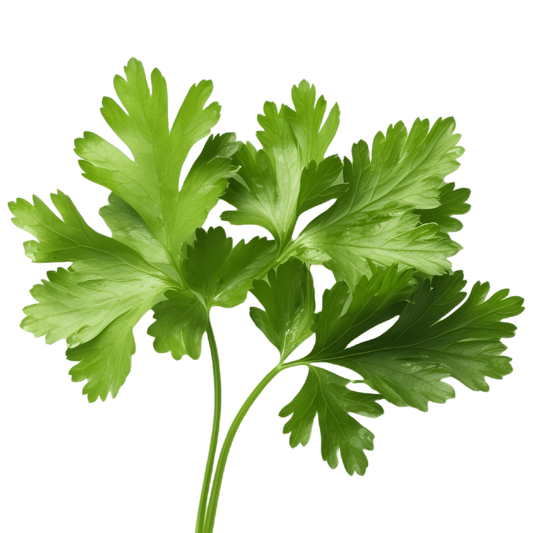 Feuille de coriandre