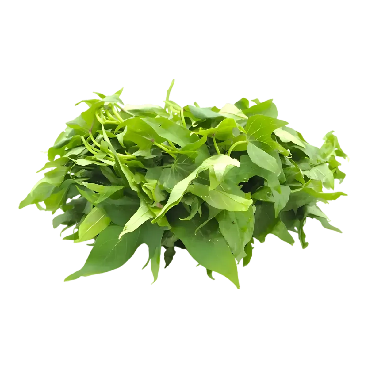 Feuille de patate / Matembele fraîches