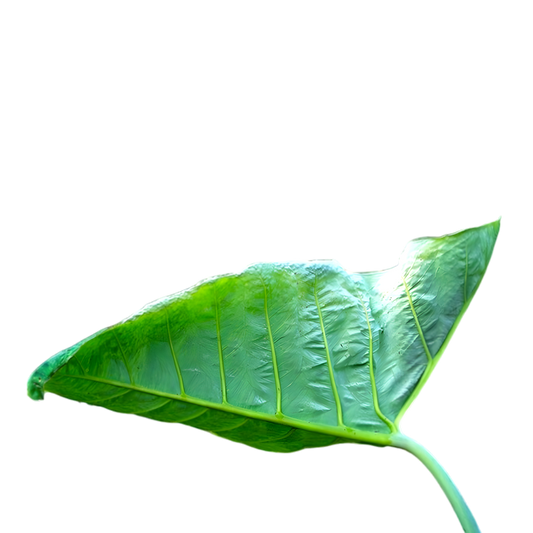 Feuille de taro / Kontomire TERRAFRICA