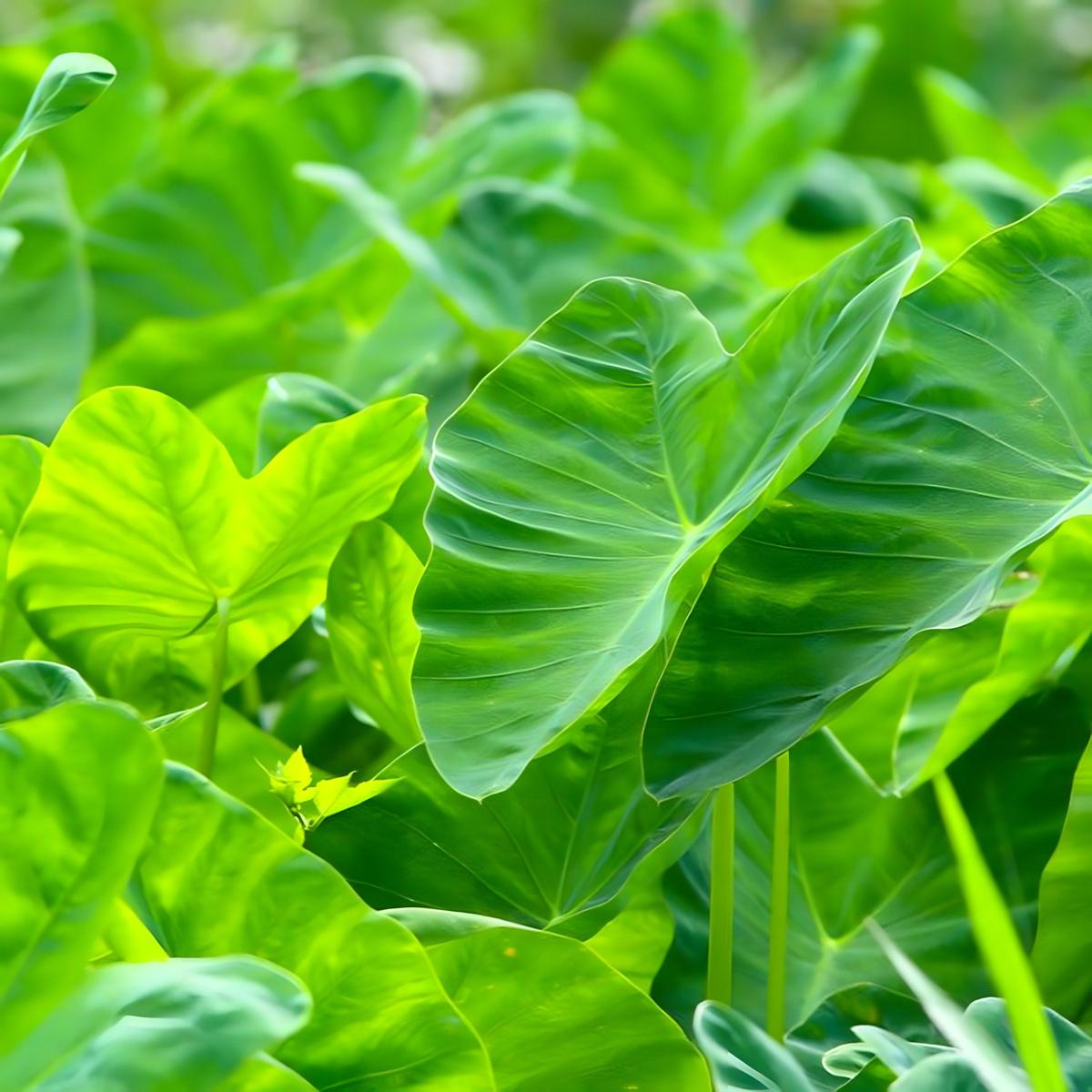 Feuille de taro / Kontomire TERRAFRICA