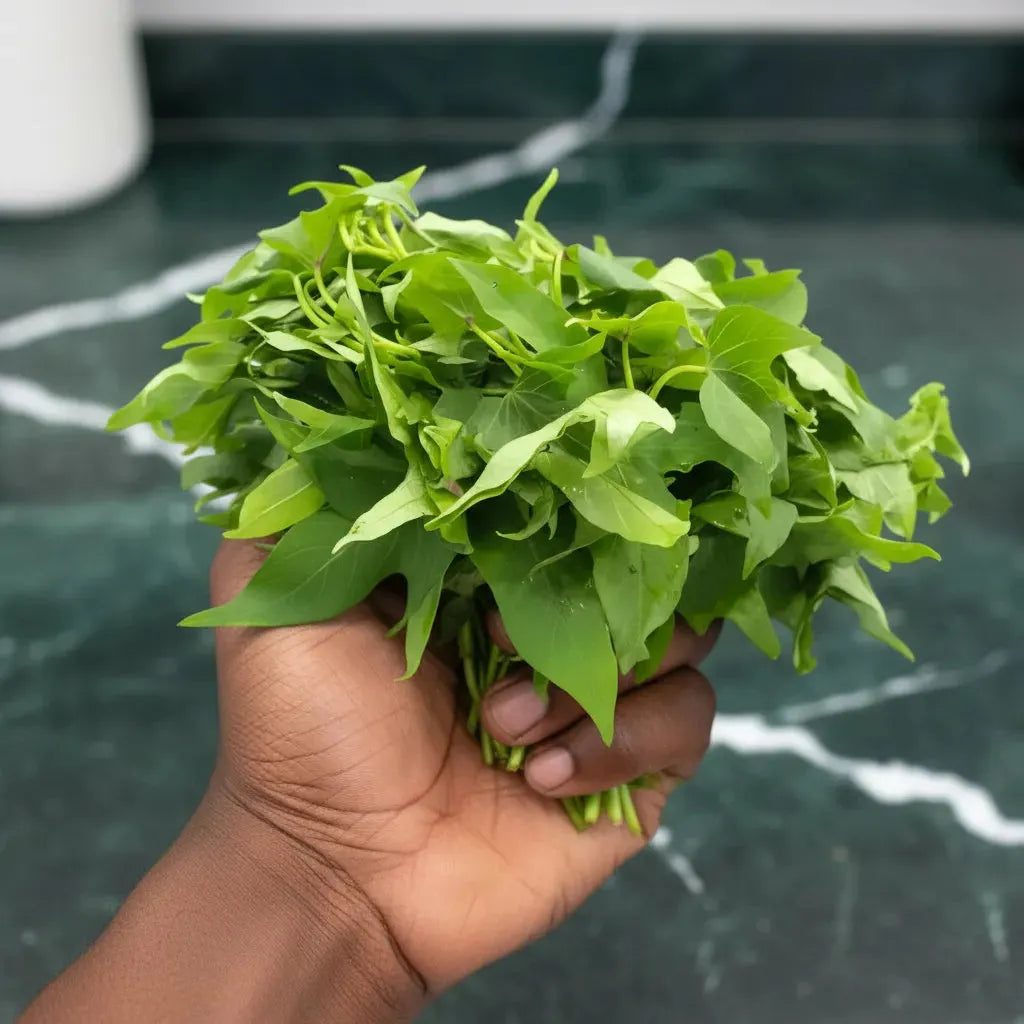 Bouquet de feuille de patate fraîches tenu à la main, montrant leur texture tendre. Matembele, plante comestible riche en vitamines.
