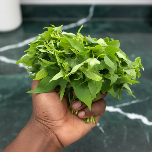 Bouquet de feuille de patate fraîches tenu à la main, montrant leur texture tendre. Matembele, plante comestible riche en vitamines.
