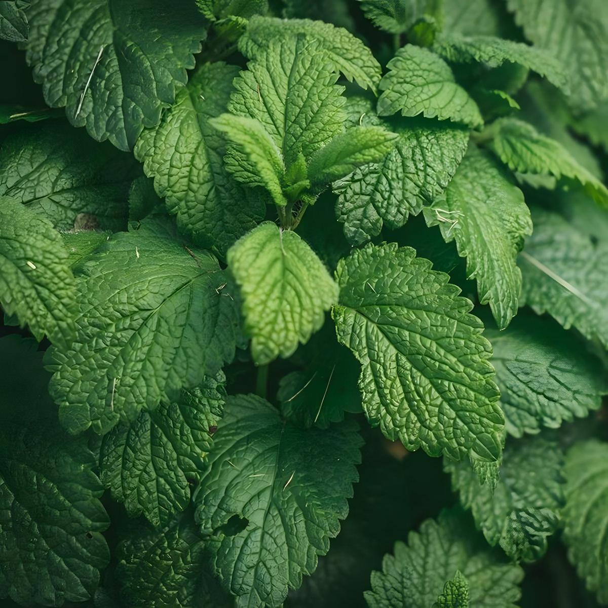Floup menthe