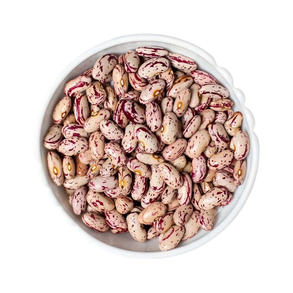 Haricots Cornilles TERSOL