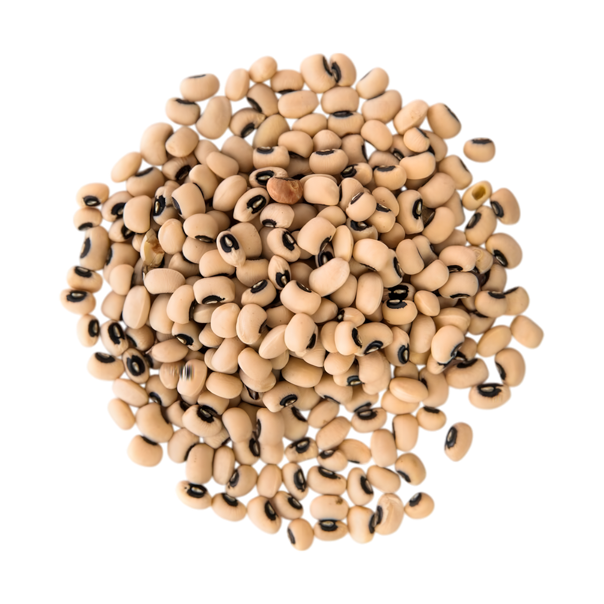 Haricots Cornilles TERSOL