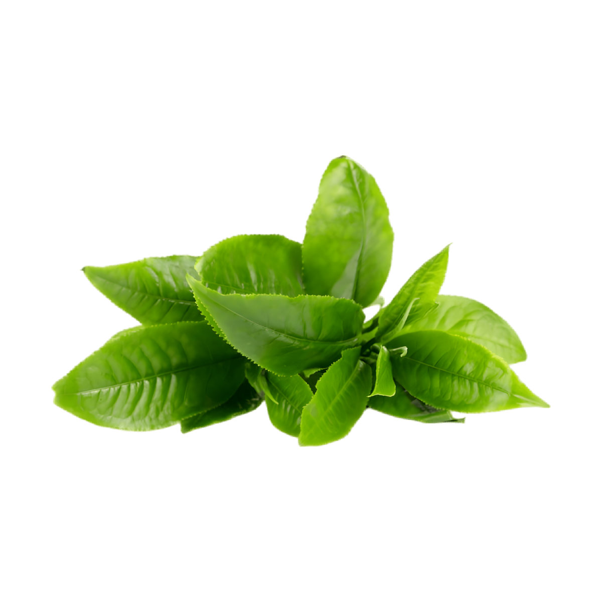 Infusion Contrôle de poids BIO PROPHYTAMINE