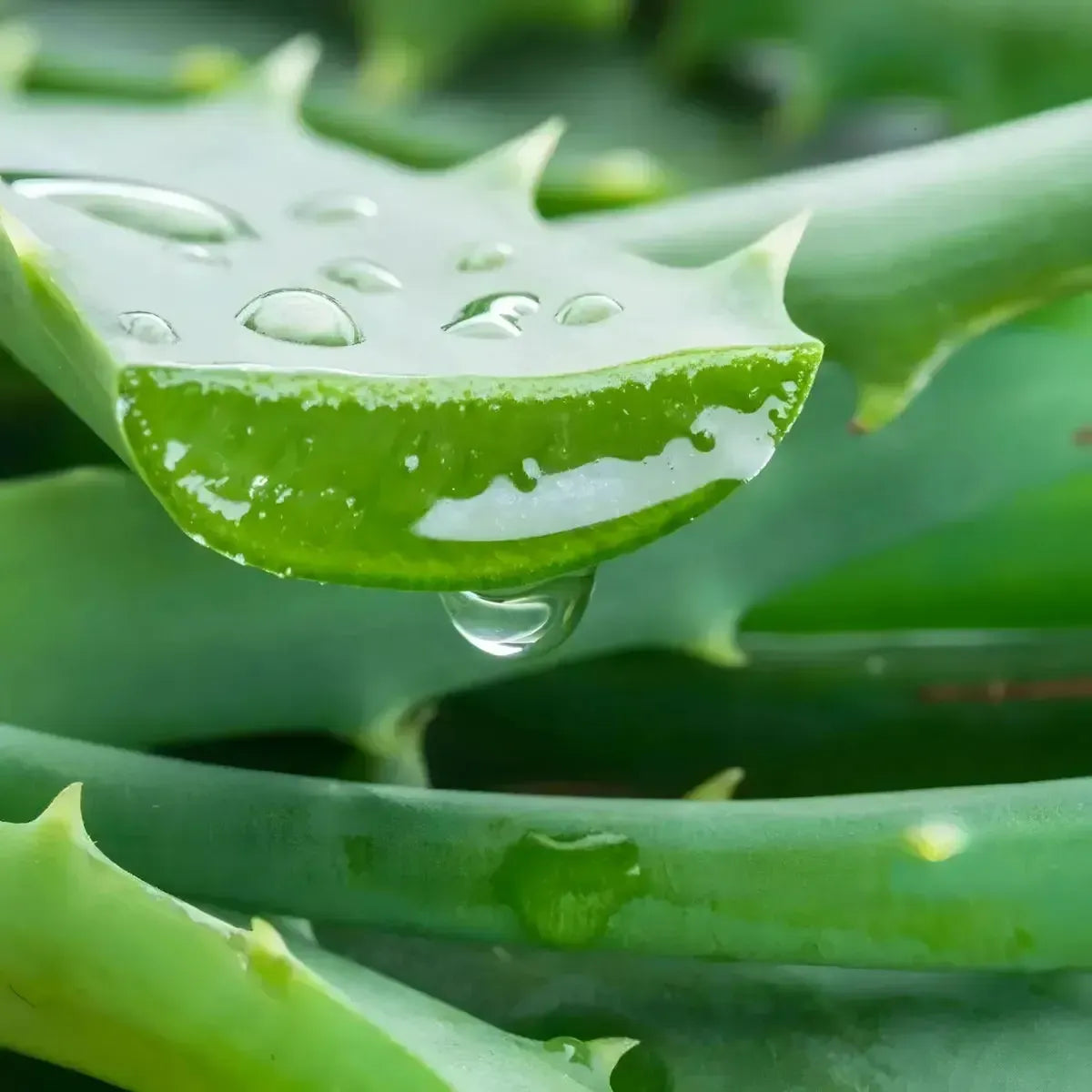 Jus d'aloe vera et litchi GRACE