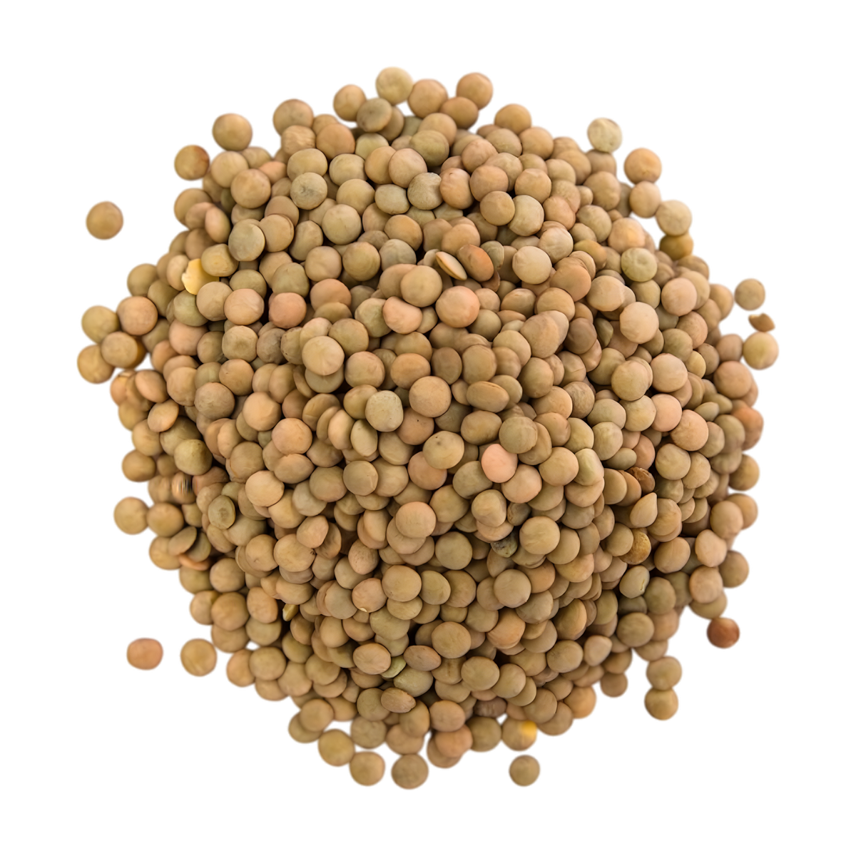 Lentilles CELIMENE