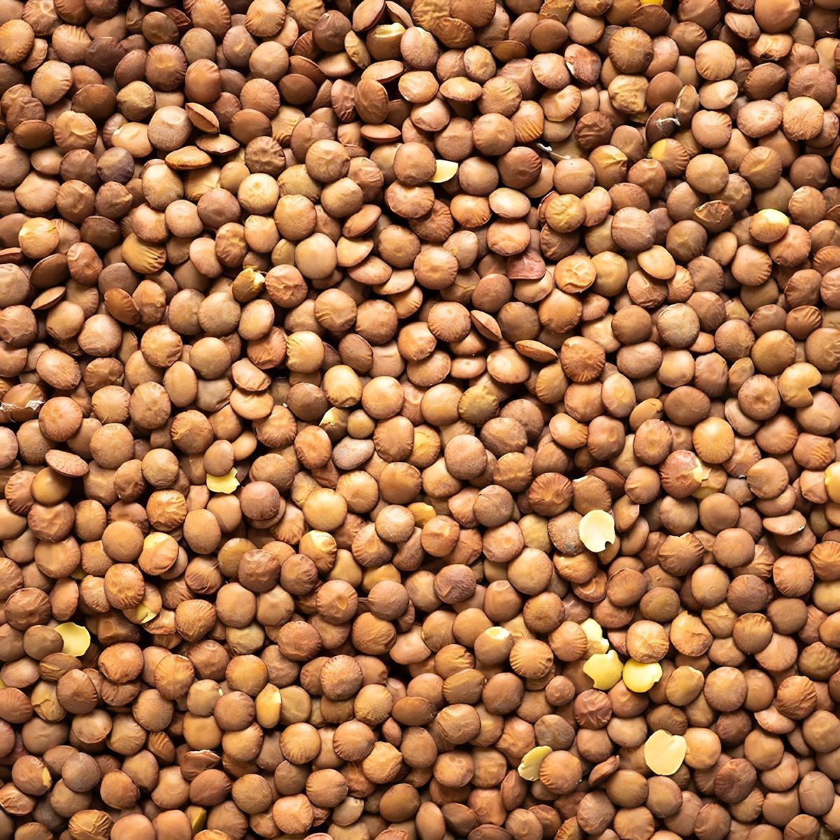 Lentilles blondes 4 mm LEGUMOR