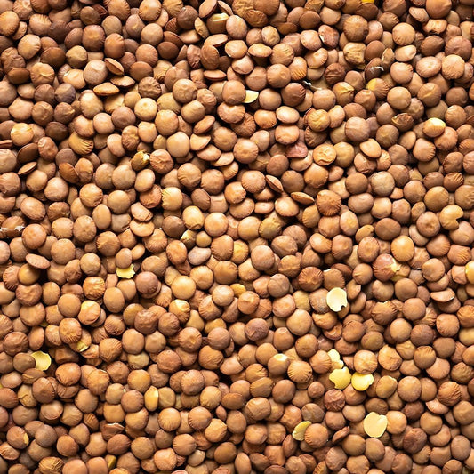 Lentilles blondes 4 mm LEGUMOR