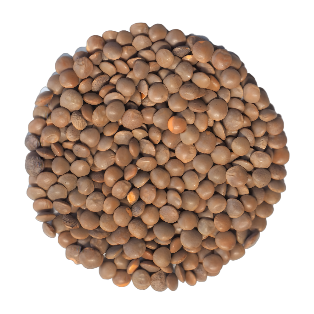 Lentilles rouges entières LEGUMOR