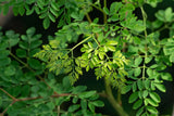 MORINGA-NKOSI.