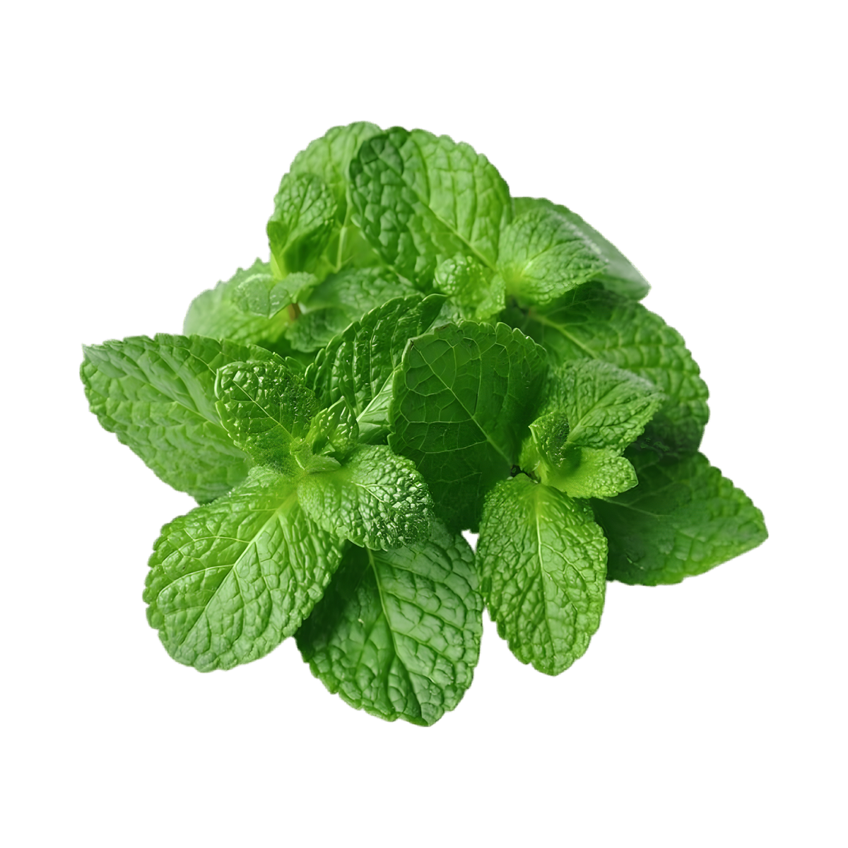 Menthe