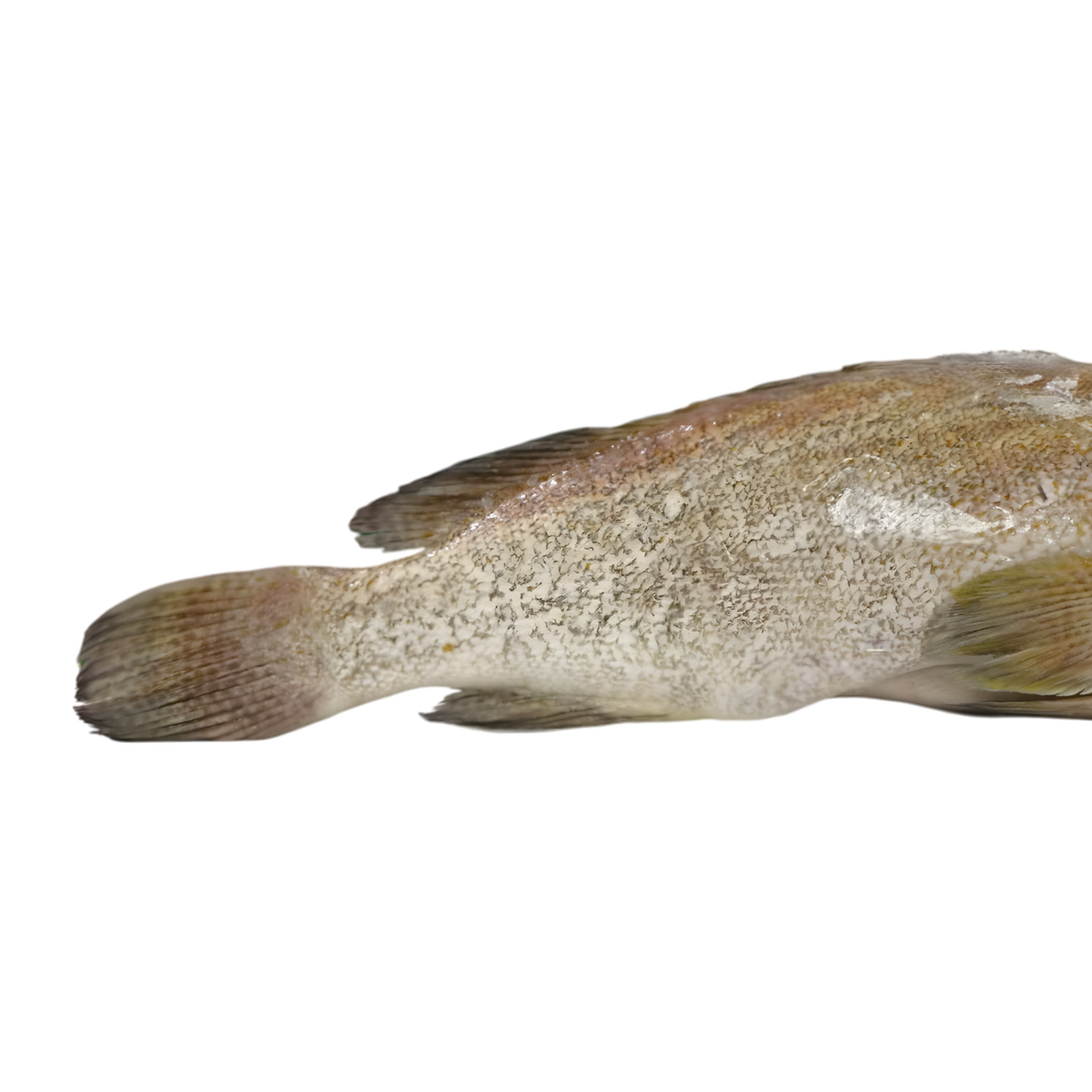 Mérou