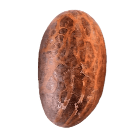 Petit cola / Bitacola