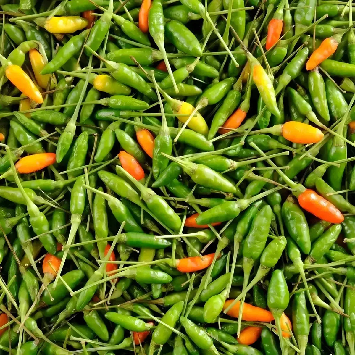Piment oiseau