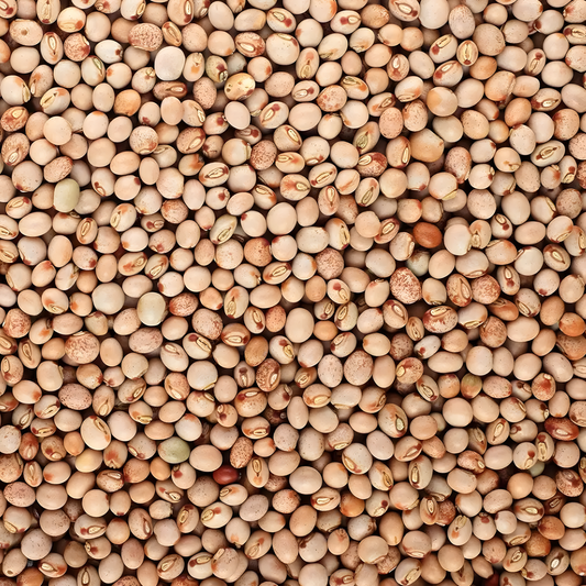 Pois d'Angole LEGUMOR
