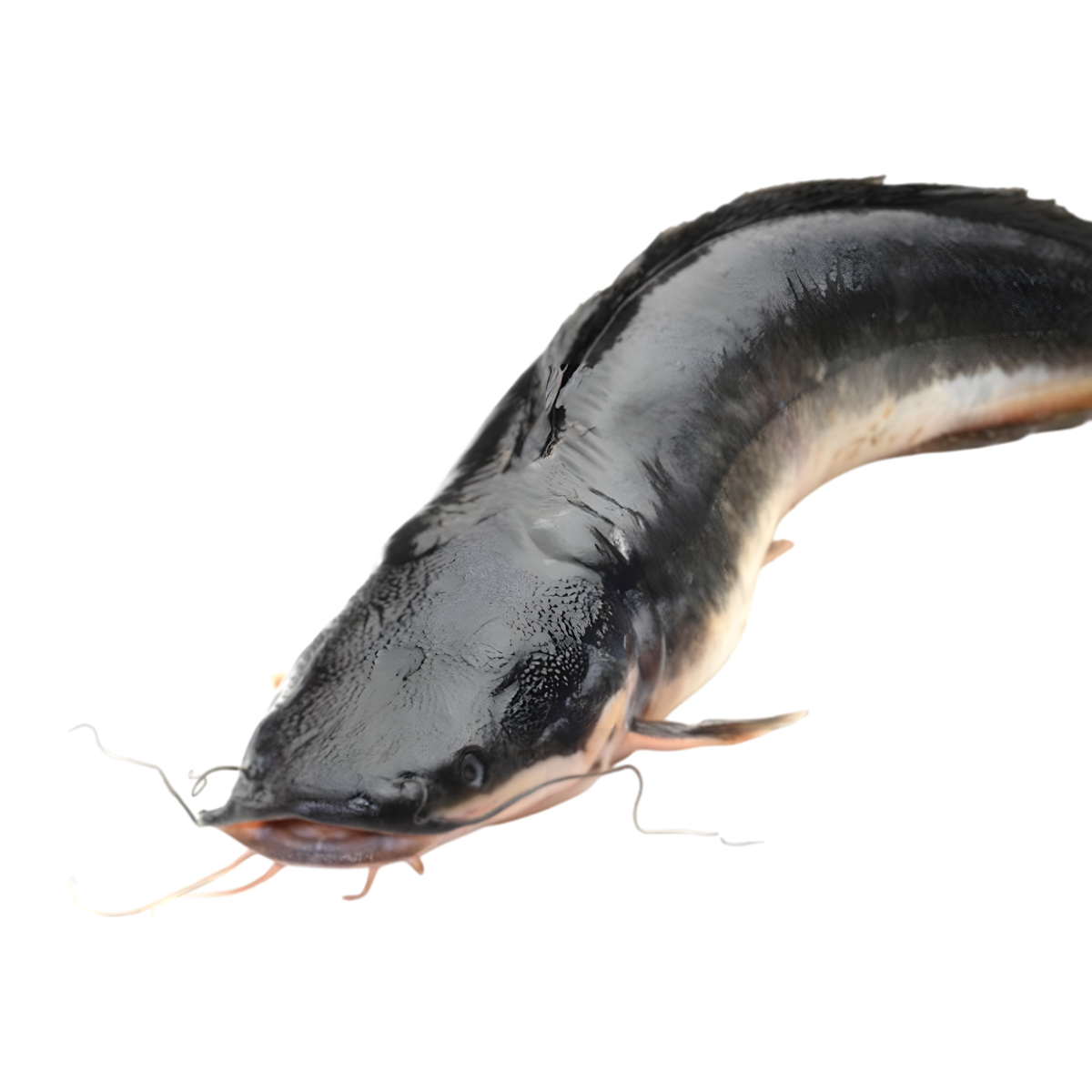 Poisson chat