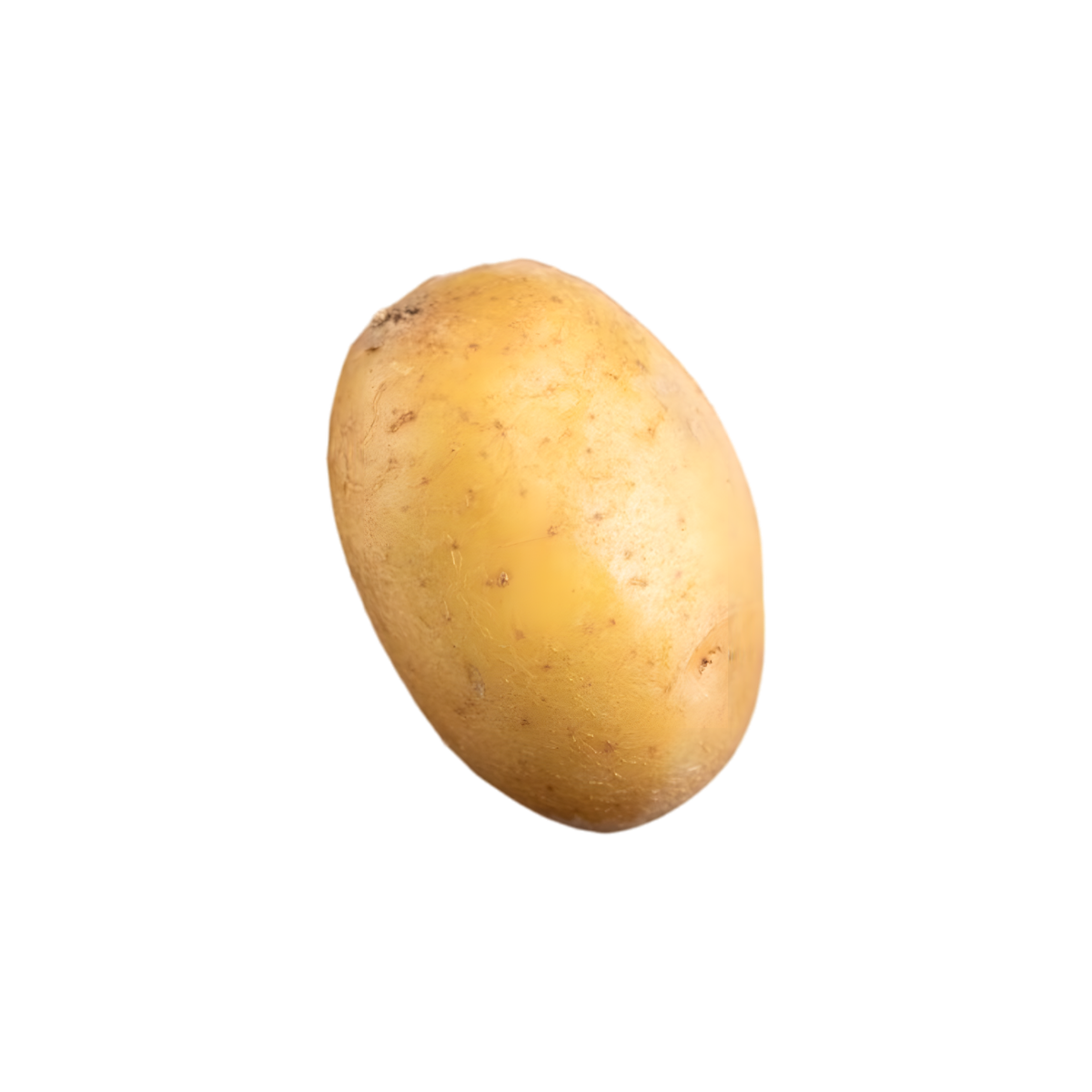 Pomme de terre Agria